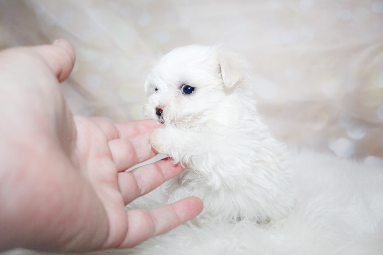 WhatsApp Image 2026-03-16 at 10.18.33 (1)